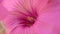 Macro of an Annual Mallow ,Lavatera trimestris cv. Twin Hot Pink. flower