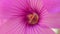 Macro of an Annual Mallow ,Lavatera trimestris cv. Twin Hot Pink. flower