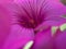 Macro of an Annual Mallow ,Lavatera trimestris cv. Twin Hot Pink. flower