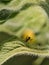 Macro of an ant on a large green leaf