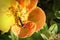 Macro of an ant on a potentilla blossom