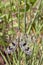 Macro antlion on grass