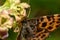 Macro of an Aphrodite Fritillary or Speyeria aphrodite butterfly collecting pollen on currant flower in spring