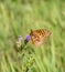 Macro of an Aphrodite Fritillary Speyeria aphrodite Collecting Pollen