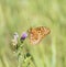 Macro of an Aphrodite Fritillary Speyeria aphrodite Collecting Pollen