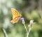 Macro of an Aphrodite Fritillary Speyeria aphrodite Collecting Pollen