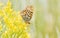 Macro of an Aphrodite Fritillary Speyeria aphrodite Collecting Pollen
