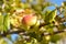 Macro of apple on the branch with leaves covered with hoarfrost