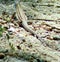 Macro of an Arizona striped whiptail in Prescott, Arizona