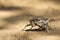Macro of an Armoured Ground Cricket walking over sand in Kalahari
