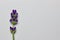 Macro art view of a single lavender herb flower bud stem with copy space