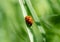 Macro Asian Lady Beetle Harmonia Axyridis, Close up yellow ladybug walking on grass leaf in the morning, cute ladybird with black