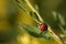 Macro Asian Ladybug Among Goldenrod Stalks