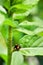 Macro of an Asian ladybug Harmonia axyridis, Coccinellidae, also known as a