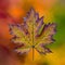 Macro Autumn Leaf Colorful Background Depicting Vibrant Seasonal Change