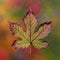 Macro Autumn Leaf Colorful Background Depicting Vibrant Seasonal Change