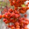 Macro autumn rowanberry clusters on blur background.