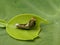 Macro of baby common mormon larva on green leaves