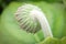 Macro of the back view of the hairy gerbera bud