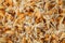 Macro background of germinated wheat