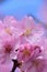 Macro Background Japanese Pink Cherry Blossom in vertical frame