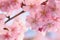 Macro background of Japanese Pink cherry Blossoms in horizontal frame