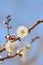 Macro background of Japanese White Plum Blossom branches