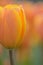 Macro background of orange & yellow colored spring Tulip flowers
