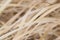 Macro Background texture dried winter grass