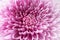 Macro background texture flower chrysanthemum