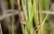 Macro of Bactra furfurana Moth on Stick in Grassy Vegetation