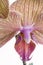 Macro Baldan\'s Kaleides orchid