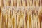 Macro bamboo wood background