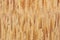 Macro bamboo wood background