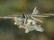 Macro of barbed wire with ice