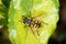 Macro of a Batman Hoverfly-Myathropa florea on a green leaf