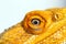 Macro of bearded dragon eye on white background. Pogona vitticeps