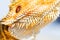 Macro of bearded dragon spines on throat on blurred white background. Pogona vitticeps. Reptile wallpaper, poster