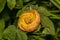 Macro of a beautiful Abutilon Pictum (Redvein Abutilon) flower