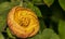 Macro of a beautiful Abutilon Pictum (Redvein Abutilon) flower