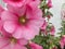 Macro beautiful Alcea rosea, Pink Malva or Hollyhock in the garden. Tall flower Hollyhock with huge flowers