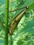 Macro , Beautiful Animal Grasshoper Valanga nigeicornis perched on a tree tank in the garden a with natural Background