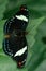 Macro beautiful butterfly Papilio aegeus