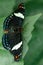 Macro beautiful butterfly Papilio aegeus