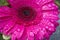 Macro of beautiful dark pink Gerbera flower in full bloom drenched in water drops from morning dew. Blurry background.