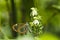 Macro of a beautiful Glasswing Butterfly (Greta oto) on a rein orchid flower