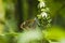 Macro of a beautiful Glasswing Butterfly (Greta oto) on a rein orchid flower