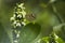 Macro of a beautiful Glasswing Butterfly (Greta oto) on a rein orchid flower