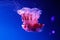 Macro of a beautiful jellyfish cyanea capillata