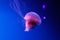 Macro of a beautiful jellyfish cyanea capillata
